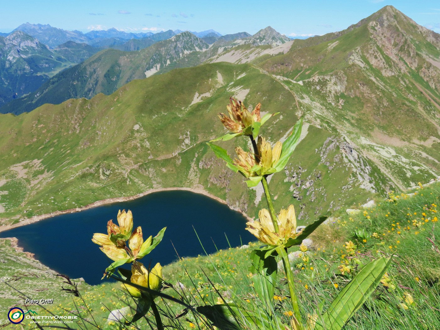 30 Bello il giallo della Gentiana punctata, come il blu scuro del Lago Moro.JPG